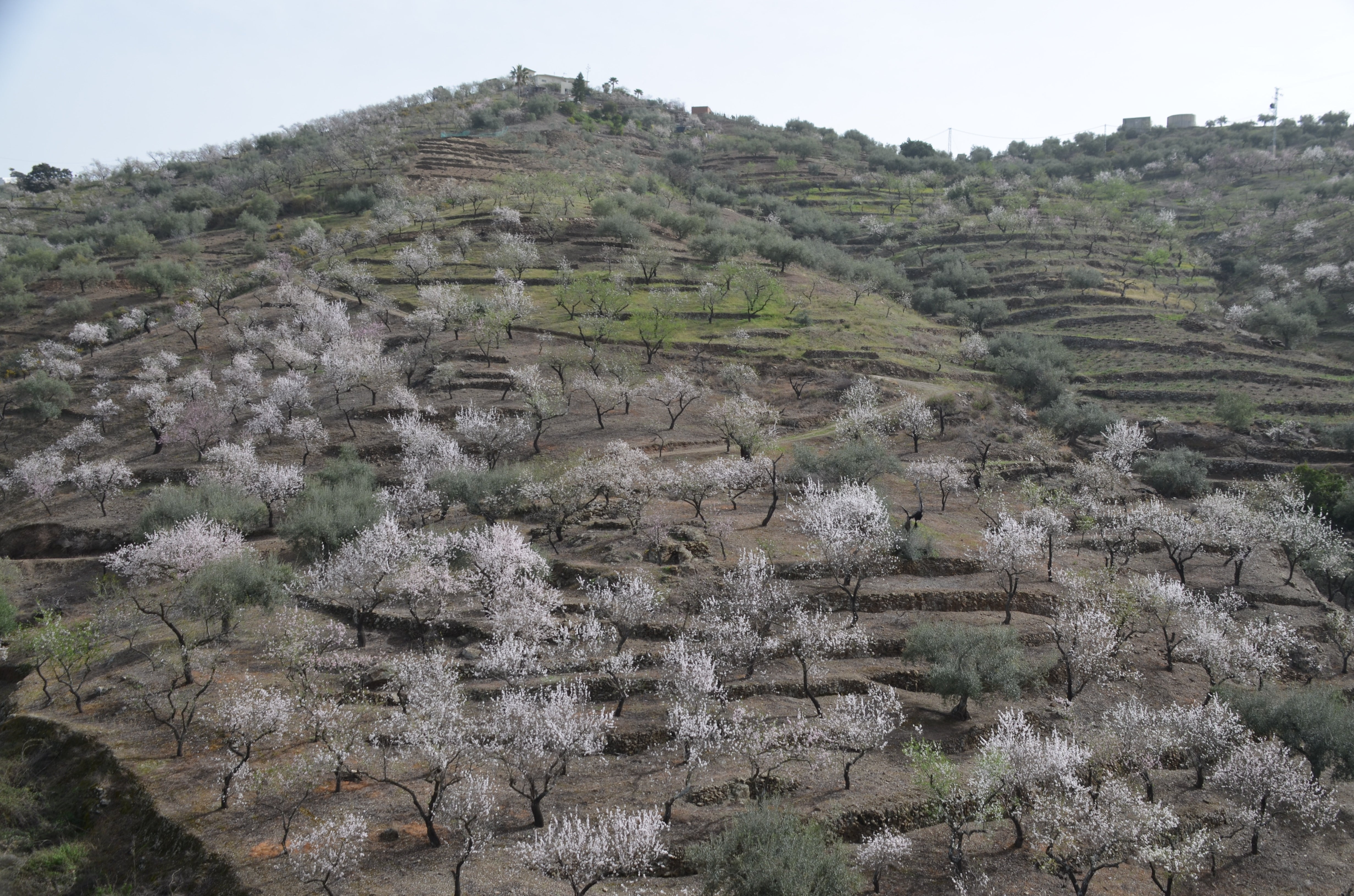 Una flor más temprana cada año por el cambio climático