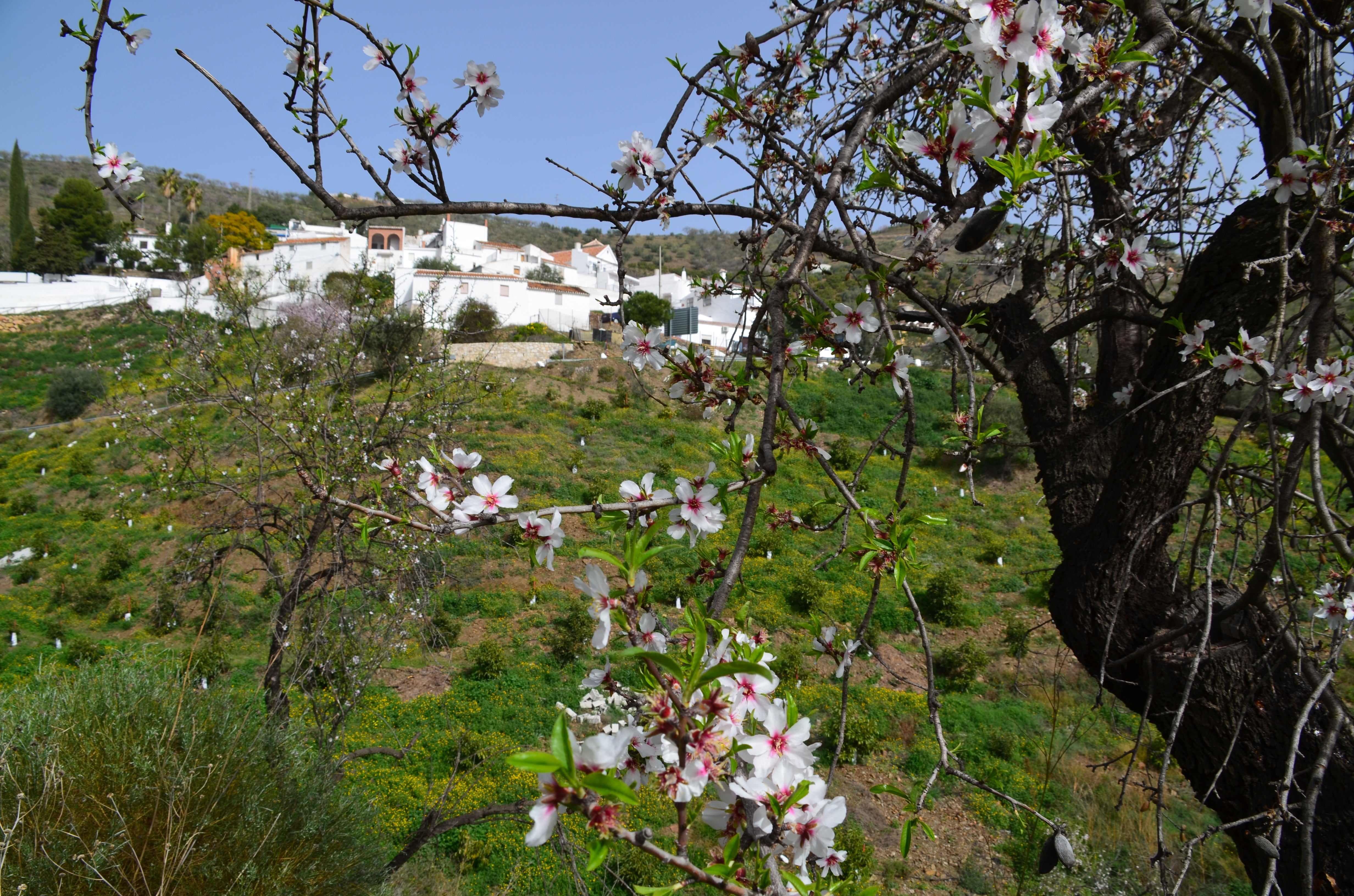 Una flor más temprana cada año por el cambio climático