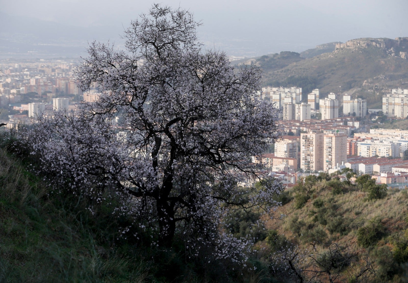 Una flor más temprana cada año por el cambio climático