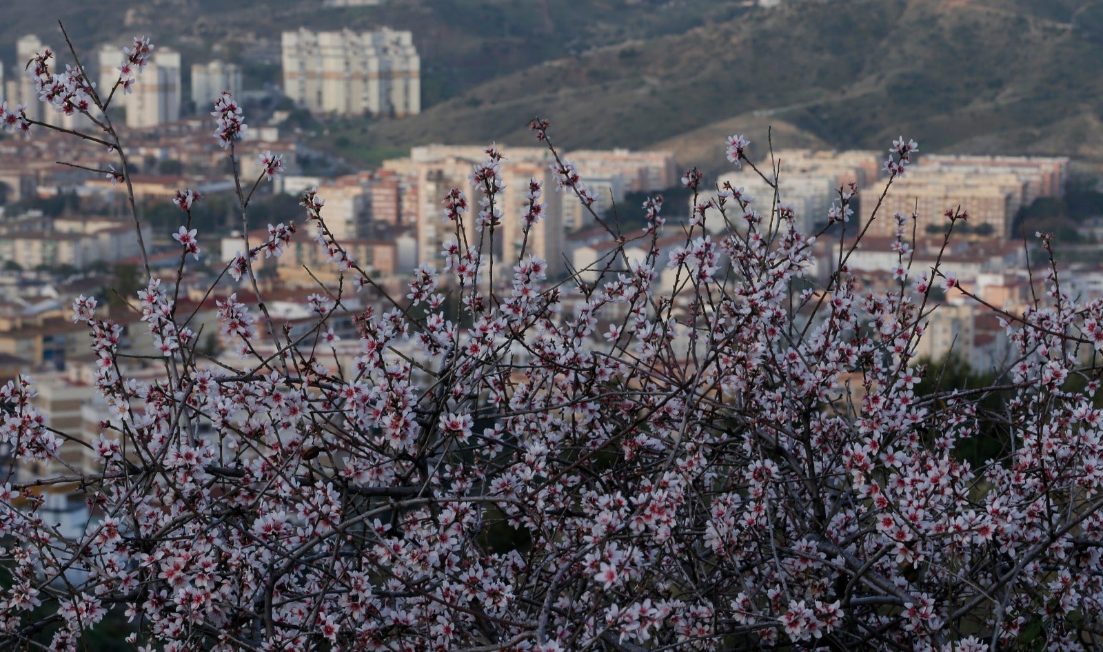 Una flor más temprana cada año por el cambio climático