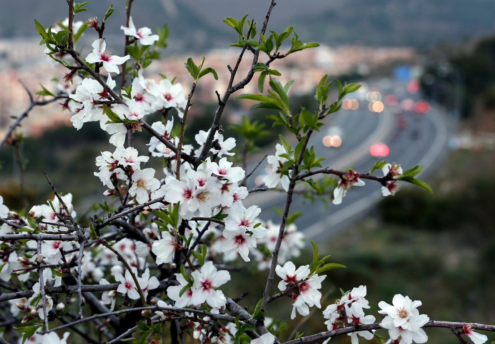 Una flor más temprana cada año por el cambio climático