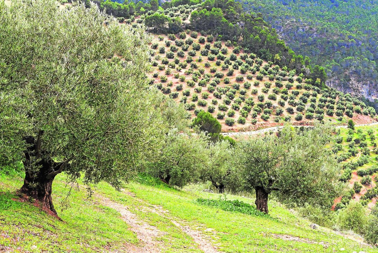 Las principales organizaciones del sector rechazan firmemente el real decreto de Convergencia de la Política Agraria Común aprobado por el Gobierno. 
