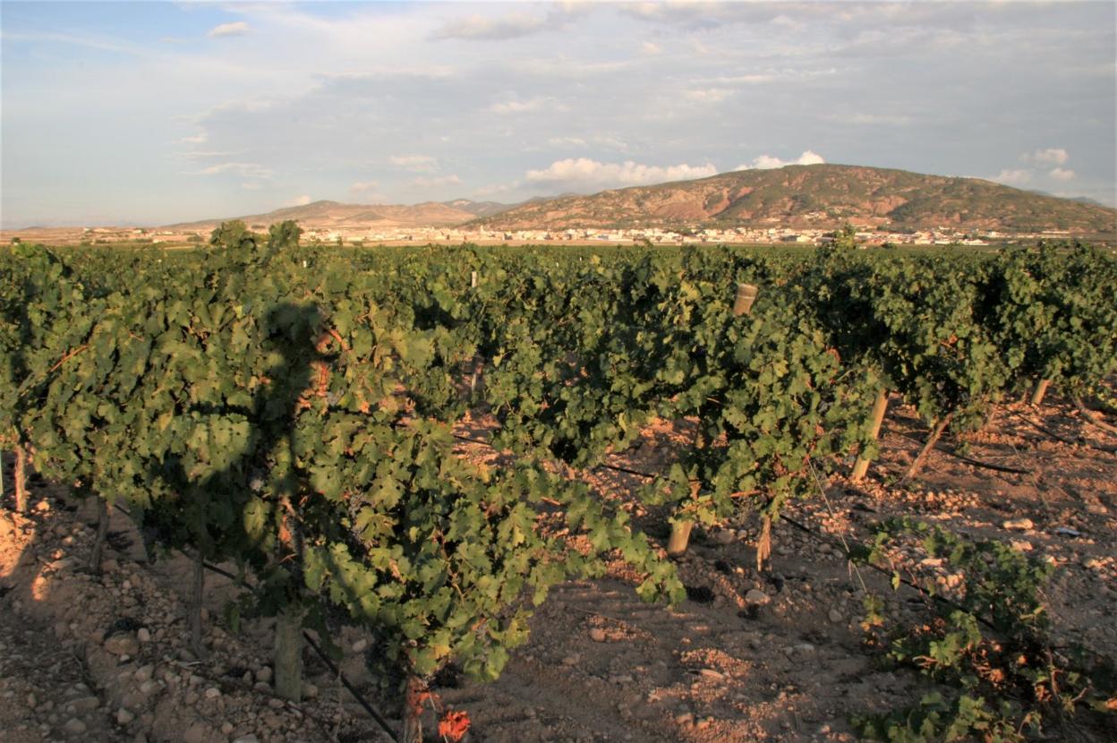 Viñedos protegidos. sur