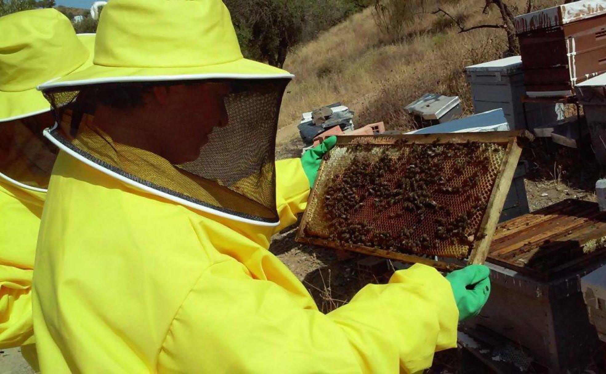 Bee Garden ofrece la posibilidad de adoptar una colmena e incluso ir a visitarla con sus medidas de seguridad.