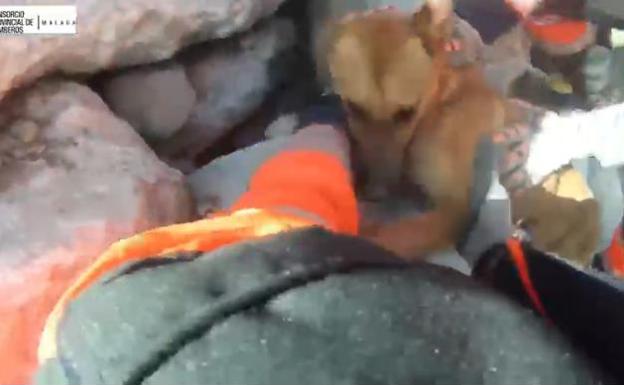 Rescate del animal.