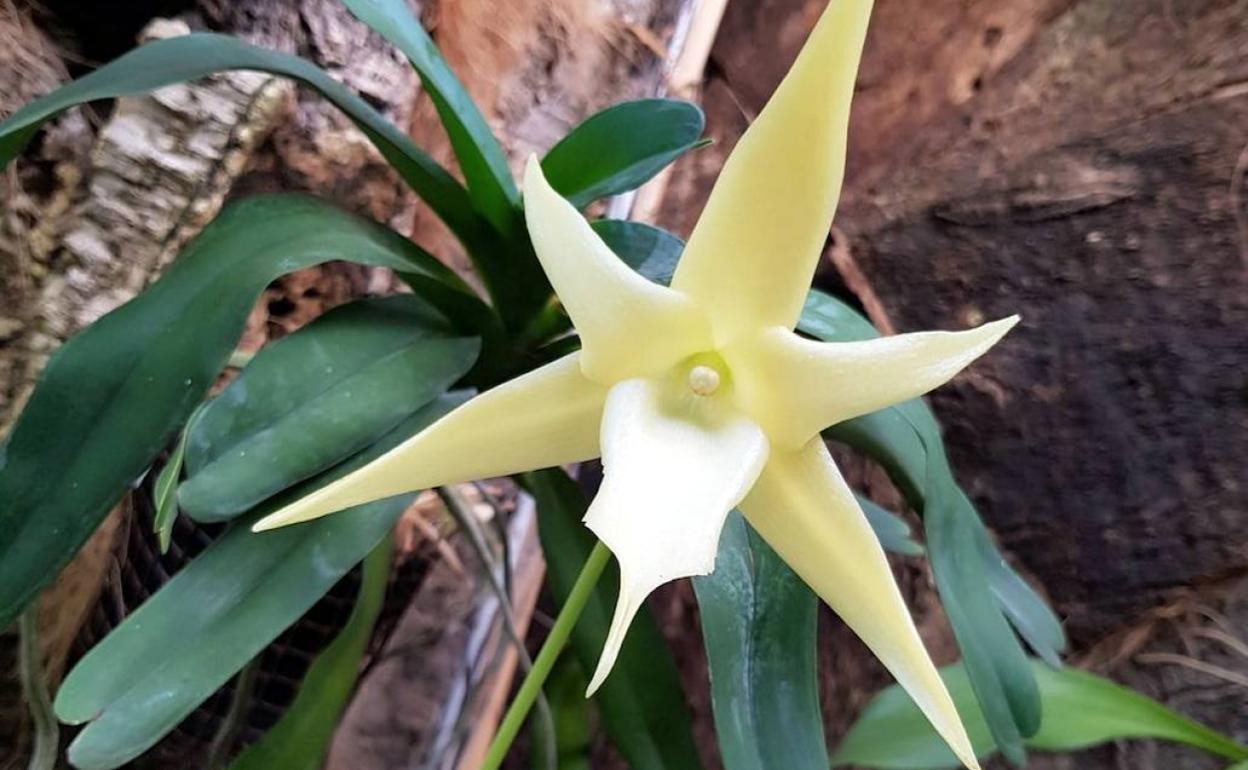La 'orquídea de Darwin' destaca entre la colección de más de 1.500 especies presentes en el orquidario de Estepona.