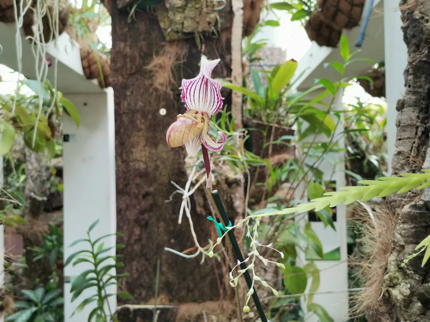 Florece en el Orquidario la conocida como 'orquídea de Darwin', que ayudó al científico inglés a avanzar en sus teorías sobre la evolución basadas en la selección natural