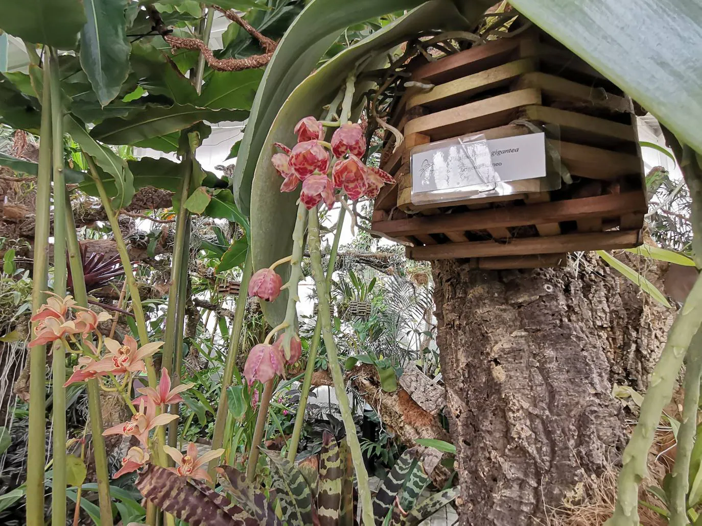 Florece en el Orquidario la conocida como 'orquídea de Darwin', que ayudó al científico inglés a avanzar en sus teorías sobre la evolución basadas en la selección natural