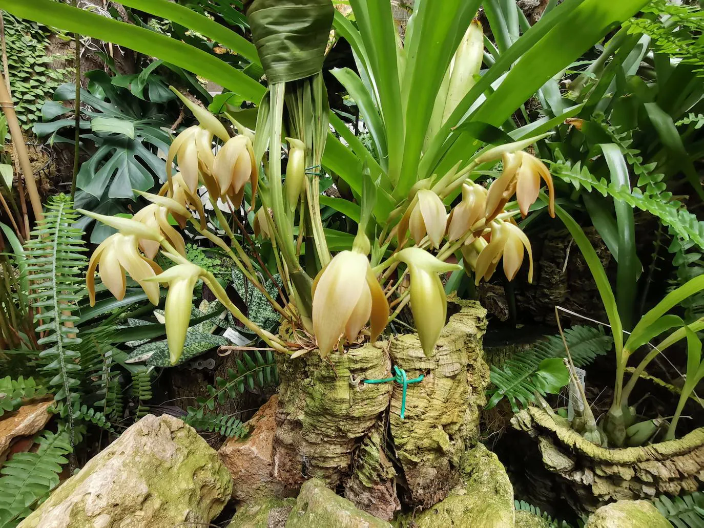 Florece en el Orquidario la conocida como 'orquídea de Darwin', que ayudó al científico inglés a avanzar en sus teorías sobre la evolución basadas en la selección natural