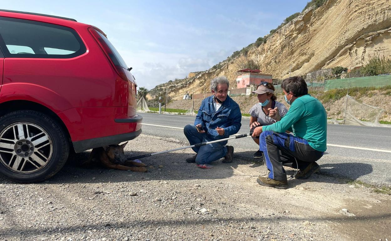 Un momento del rescate del animal, el pasado viernes en Almayate. 