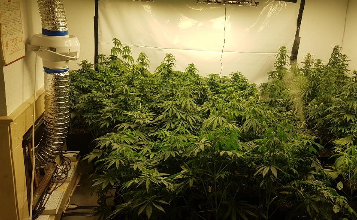 Imagen de la plantación difundida por la Policía Nacional. 