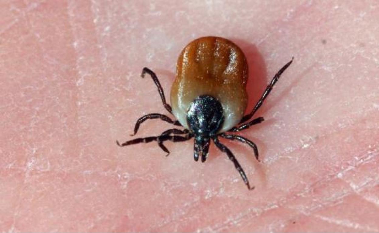 La Junta de Andalucía prepara un plan contra enfermedades transmitidas por mosquitos y garrapatas