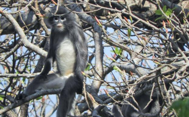 Un langur de Popa.