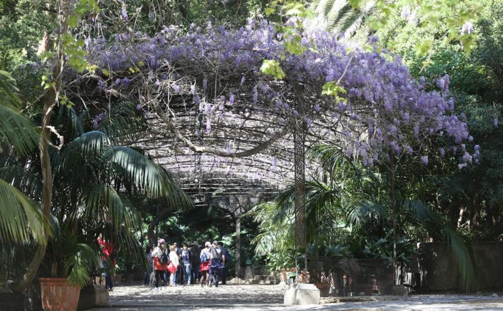 Un grupo de visitantes bajo la pérgola de las glicinias del Jardín Botánico de La Concepción, ayer. 