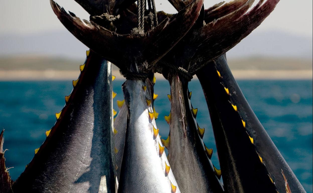 Los pescados y mariscos con un alto contenido en mercurio que debes reducir o eliminar de la dieta