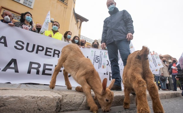 Dos chivos ponen la nota de color en la protesta del sector del campo malagueño de este viernes. 