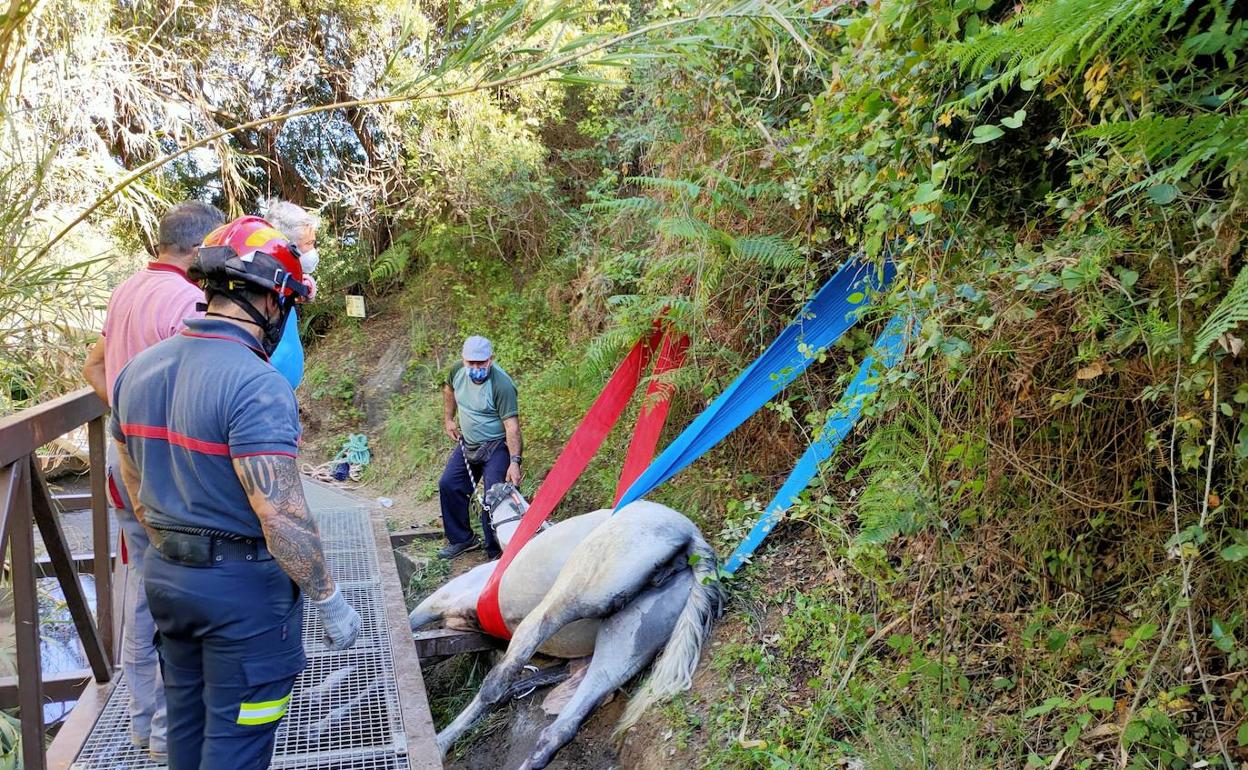 Bomberos de Marbella y San Pedro rescatan a una yegua atrapada en la acequia del río Guadalmina en Benahavís. 