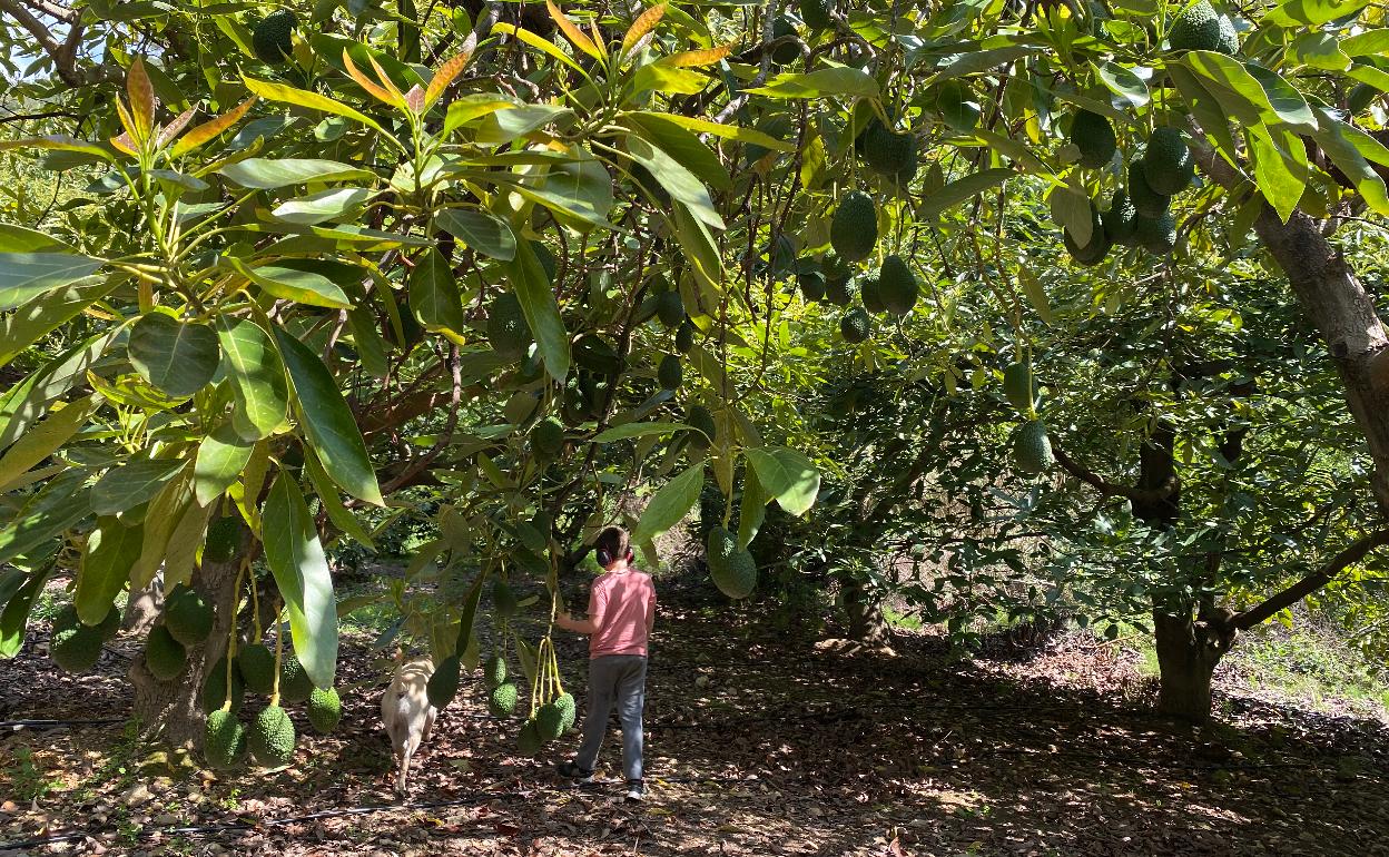 Una finca de aguacates en la Axarquía. 