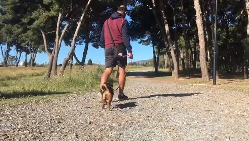 Un usuario del este pulmón verde de la capital pasea a su perro por el parque forestal.