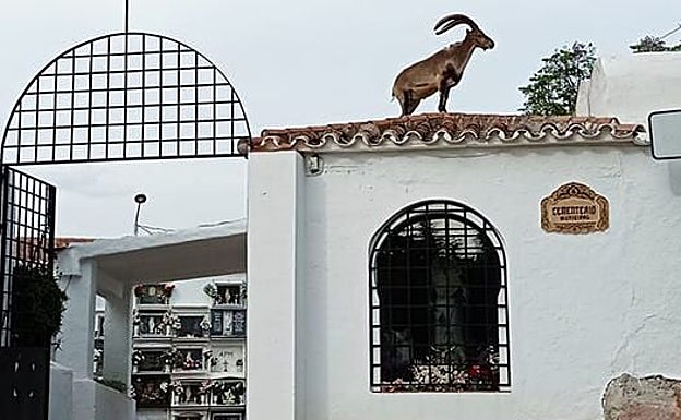 Imagen principal - Cabras monteses, arriba en Comares; y abajo, dos imágenes de Frigiliana, en los últimos días. 