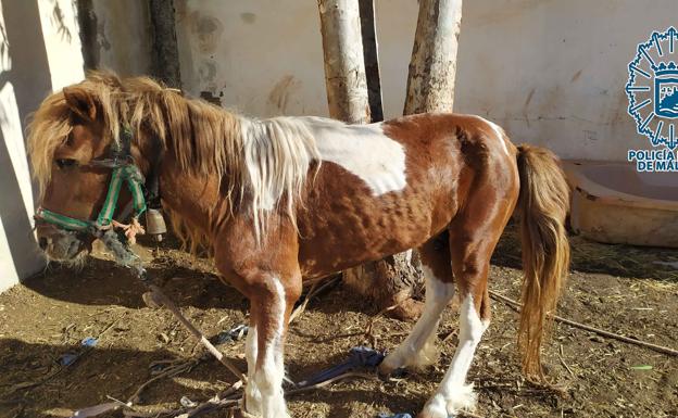 Investigan al propietario de un pony por abandono e intervienen siete gallos y un perro en pésimas condiciones en La Corta