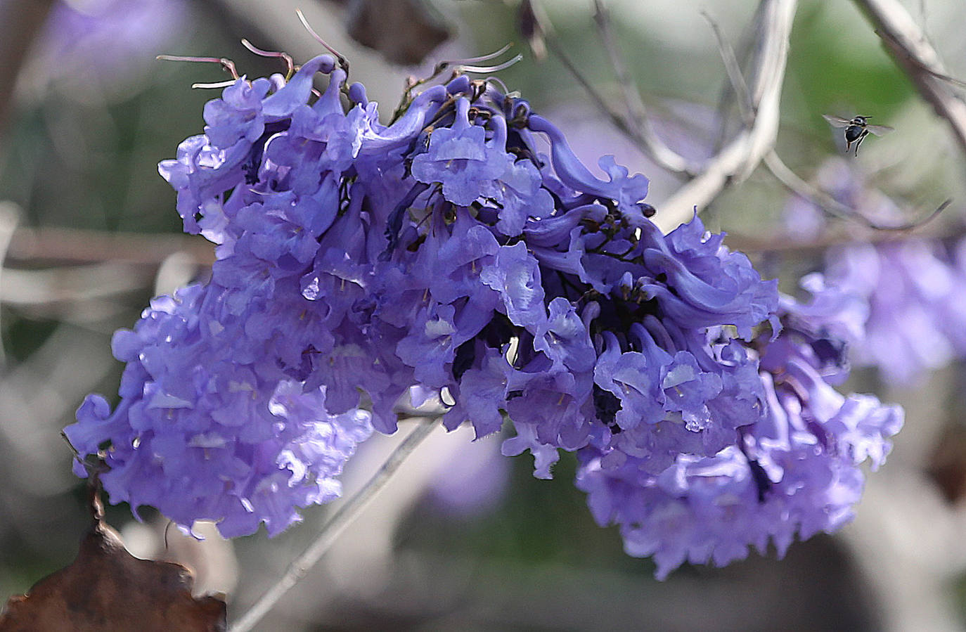 El manto morado de las jacarandas en Málaga. 