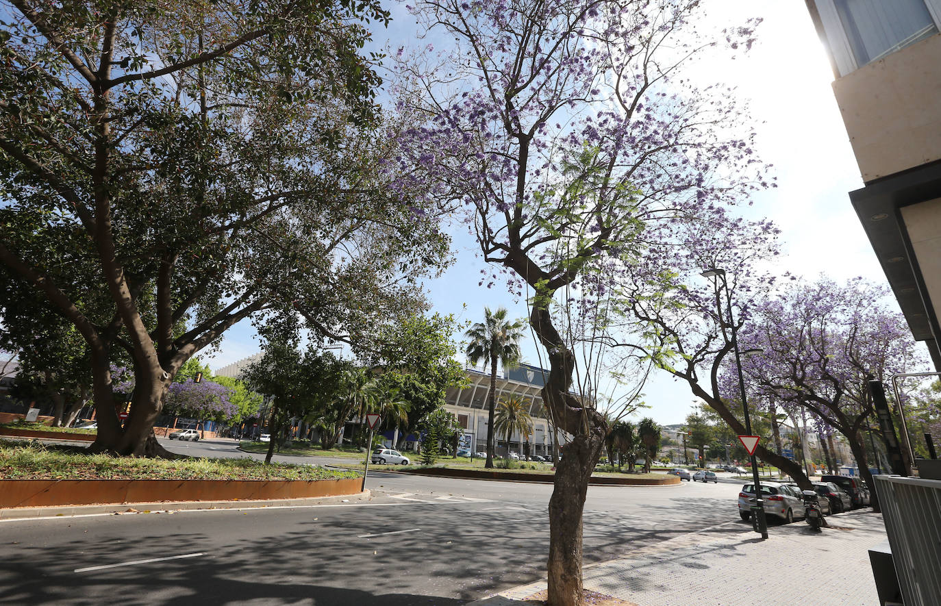 El manto morado de las jacarandas en Málaga. 