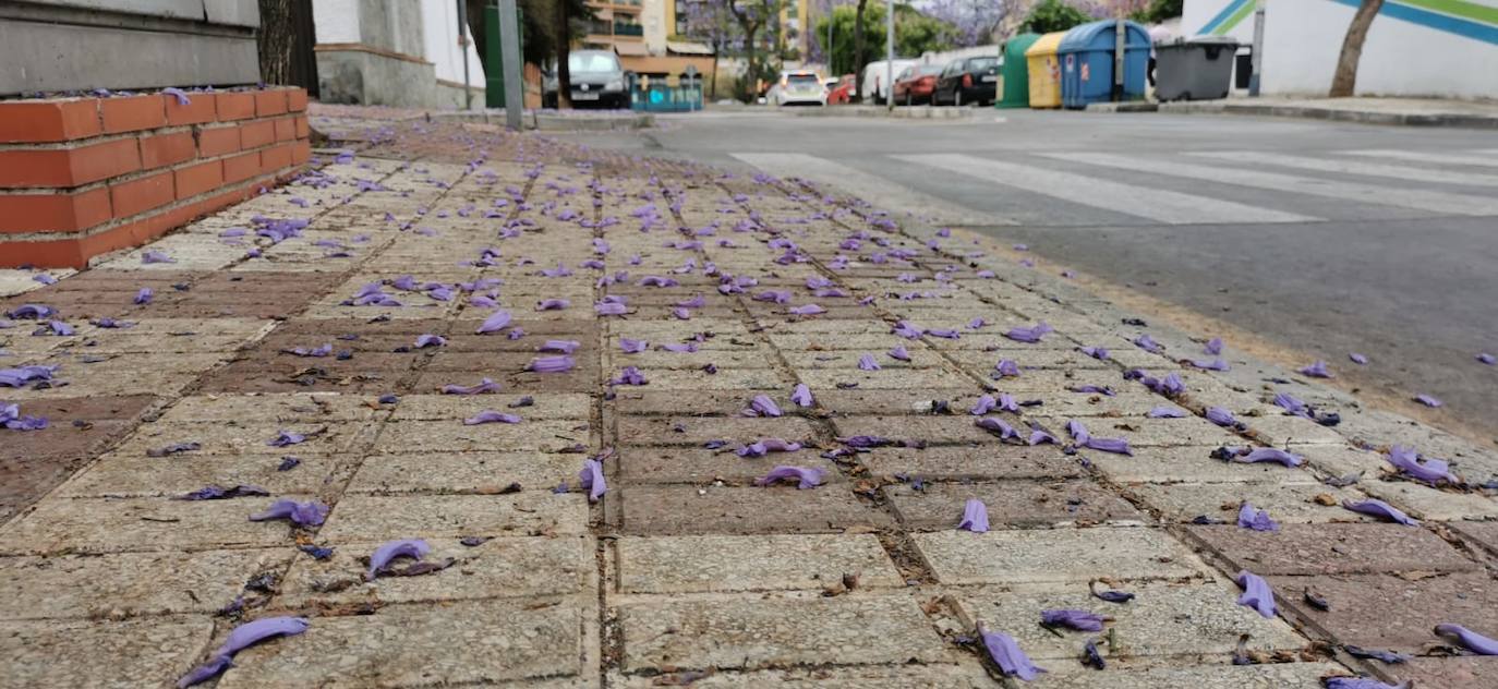 El manto morado de las jacarandas en Málaga. 