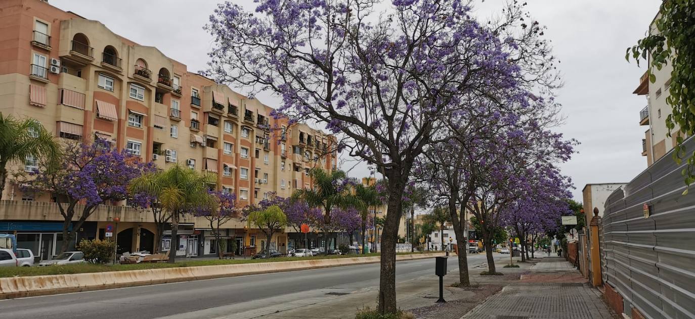 El manto morado de las jacarandas en Málaga. 