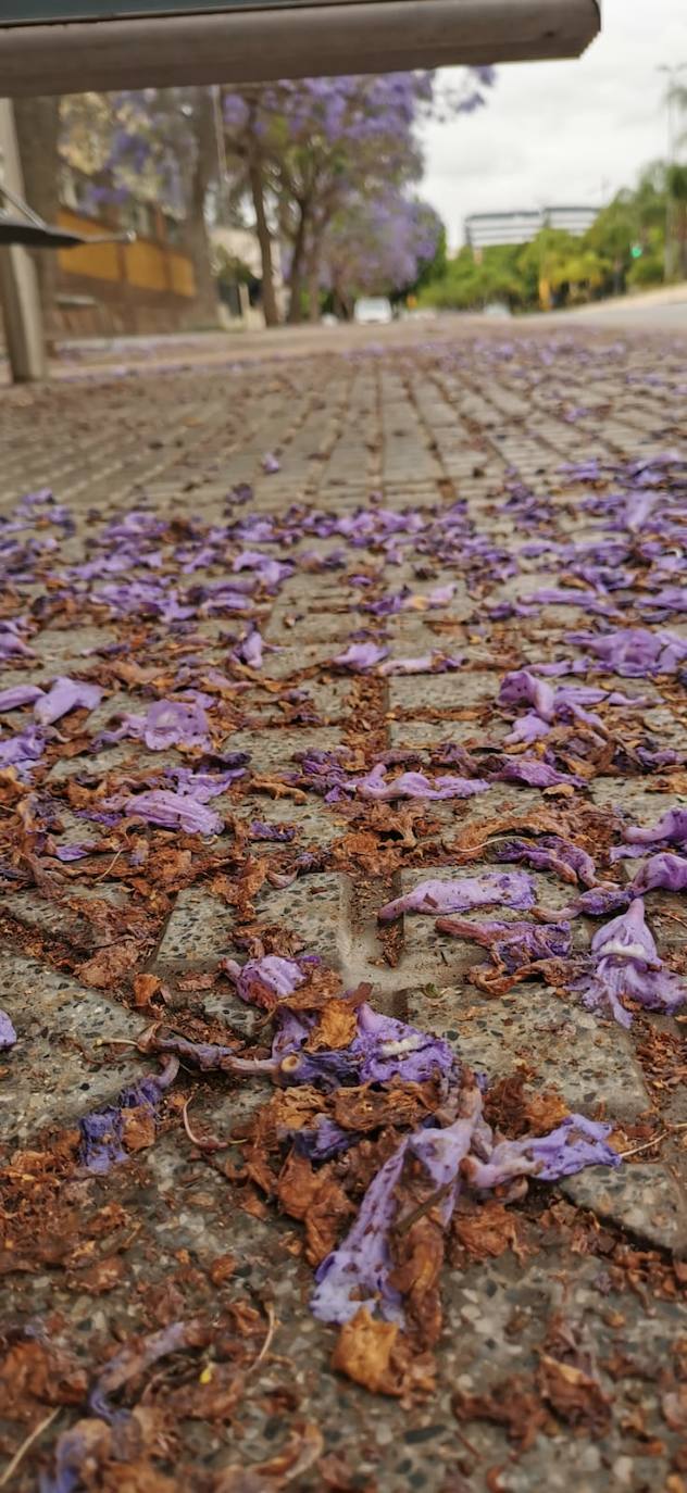 El manto morado de las jacarandas en Málaga. 