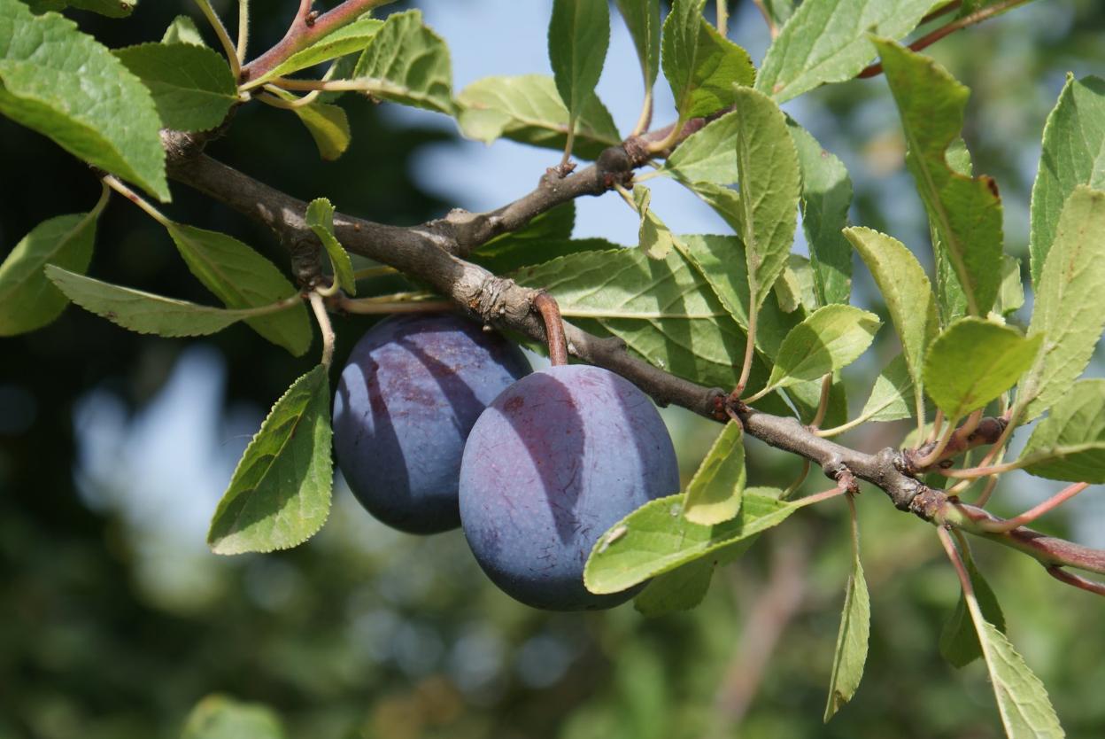 Ciruelas claudias (izquierda) y zafraneras del Valle del Guadalhorce. 