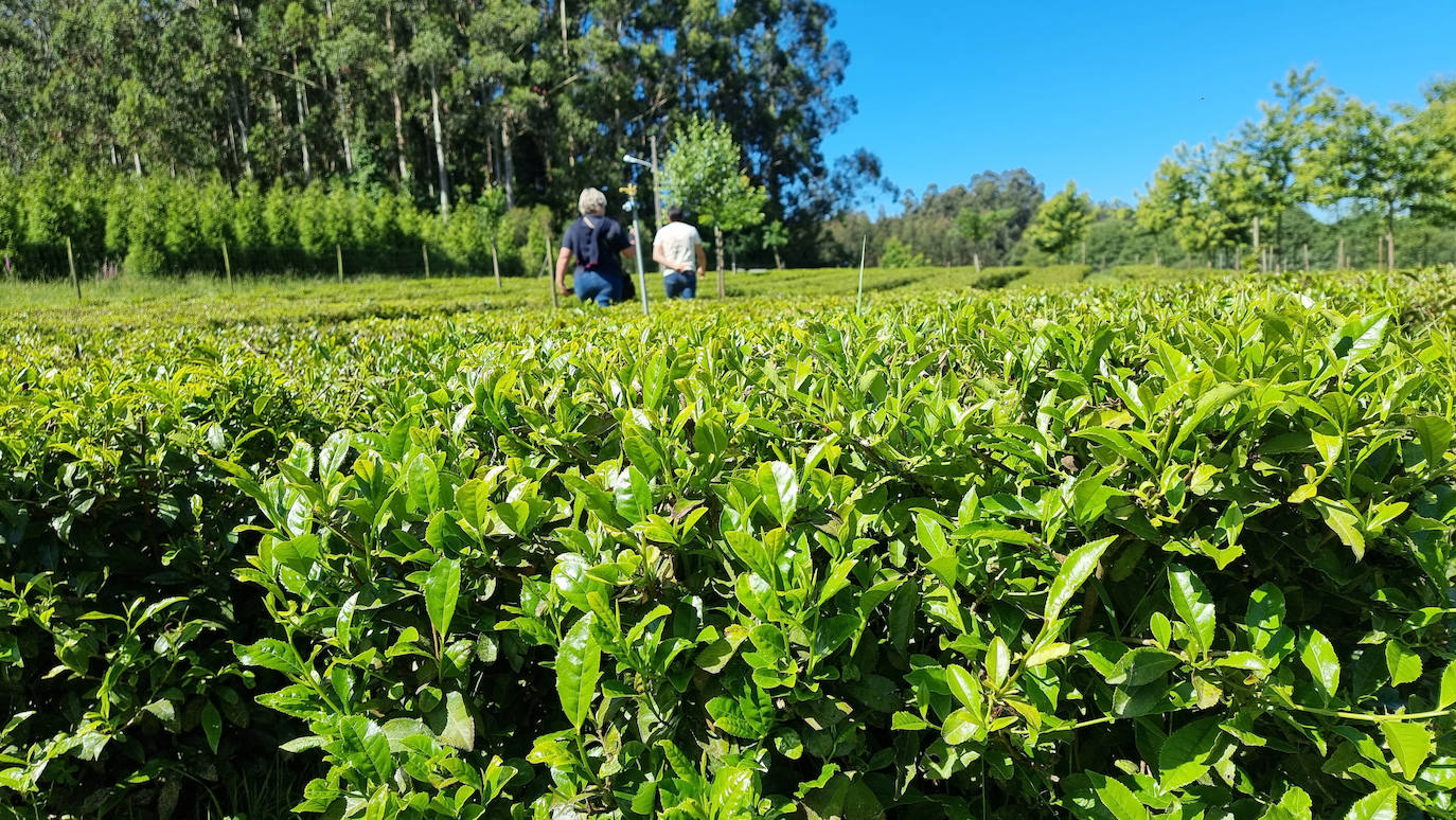 Té origen: España