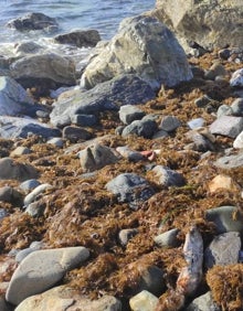Imagen secundaria 2 - Los expertos consideran que este alga se expande a gran velocidad y es un riesgo para la flora y fauna local. 