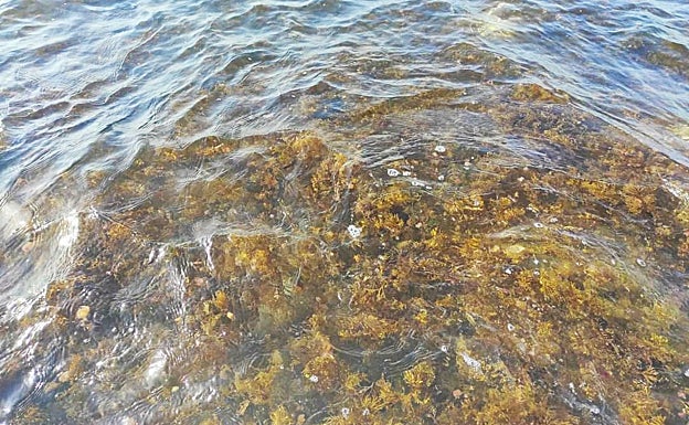 Imagen principal - Los expertos consideran que este alga se expande a gran velocidad y es un riesgo para la flora y fauna local. 