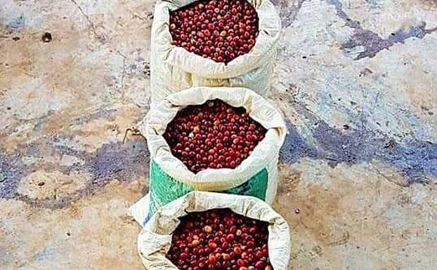 Cerezas de café en sacos. 