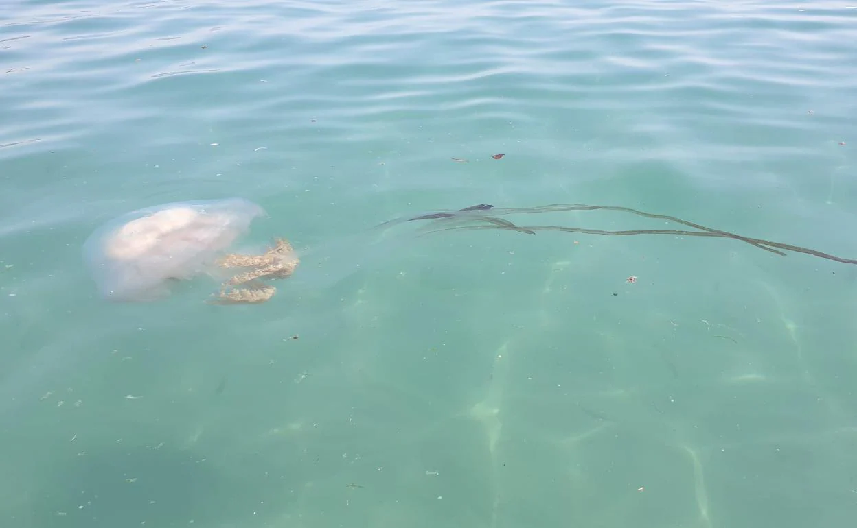 Imagen del ejemplar de la especie Rhizostoma Luteum localizado ayer en la playa nerjeña de Carabeíllo. 