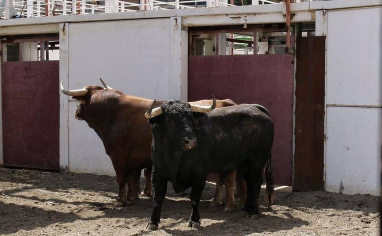 Toros este viernes en los corrales .