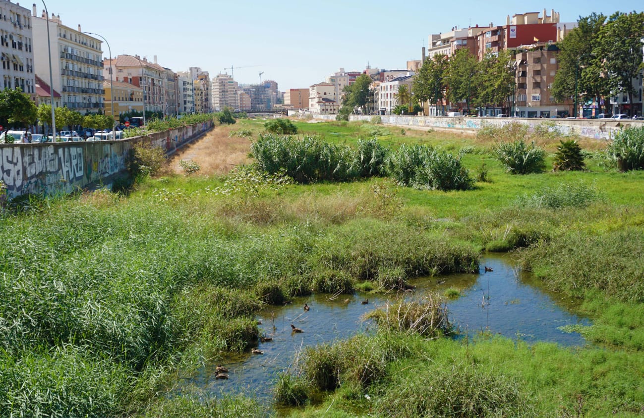 Expertos de la UMA advierten de que la vegetación descontrolada merma la capacidad de desagüe del río en caso de trombas