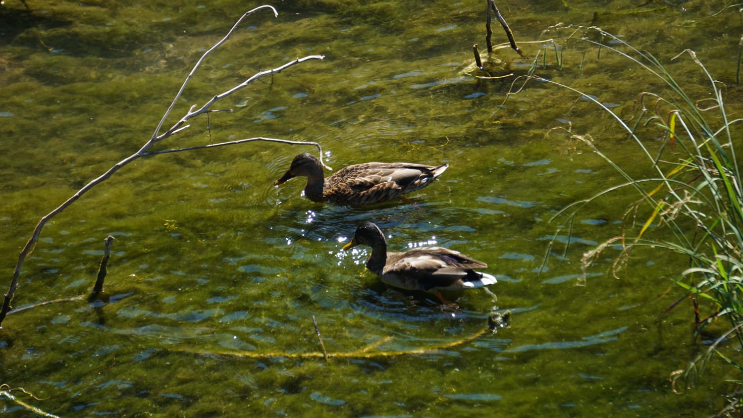Expertos de la UMA advierten de que la vegetación descontrolada merma la capacidad de desagüe del río en caso de trombas