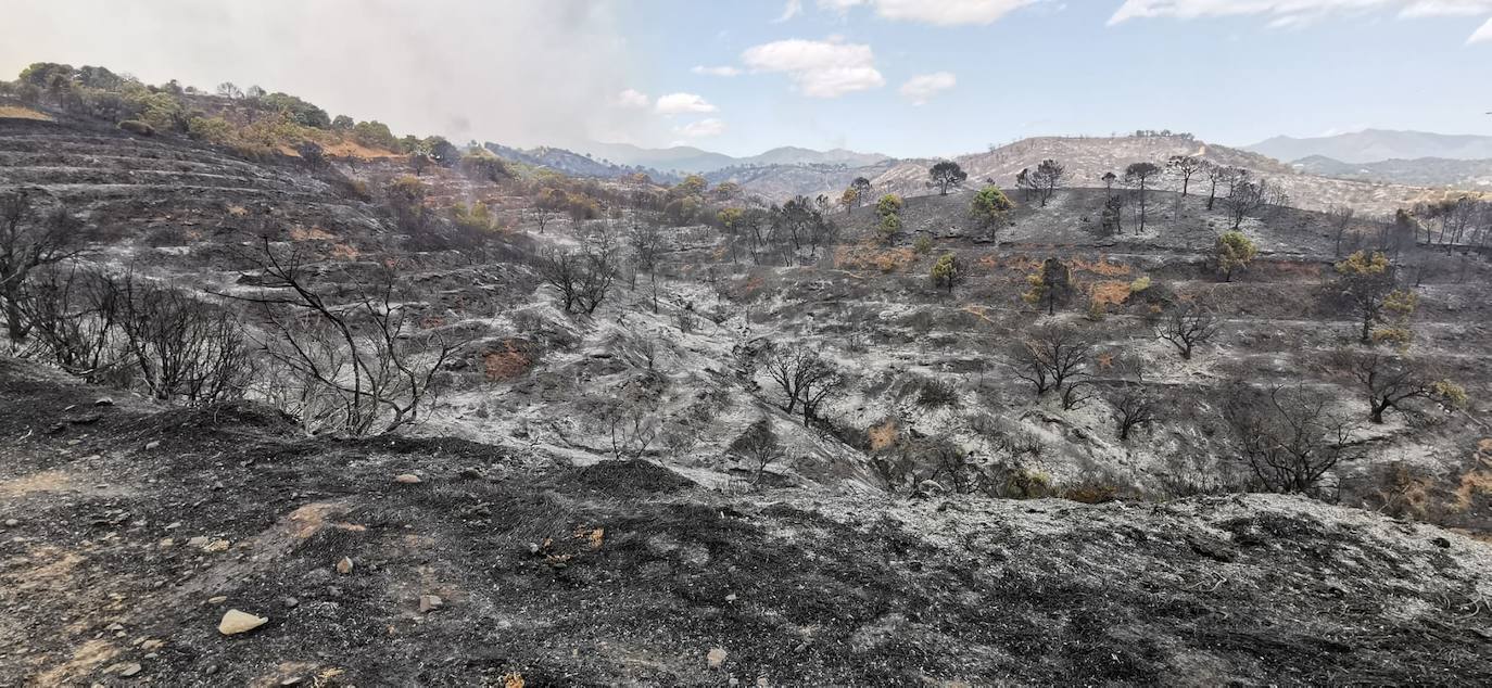 Más de 250 profesionales de Málaga, Granada, Cádiz, Córdoba, Jaén y Sevilla trabajan desde anoche en la zona de Sierra Bermeja donde se ha tenido que cortar al tráfico un tramo de la AP-7 y otras dos carreteras ante el avance de las llamas