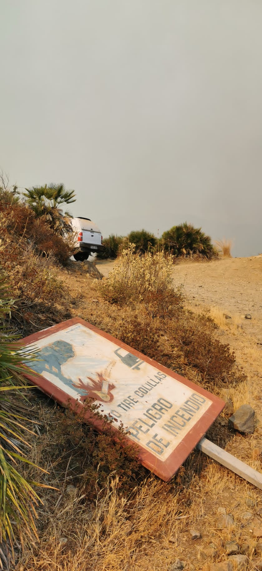 Más de 250 profesionales de Málaga, Granada, Cádiz, Córdoba, Jaén y Sevilla trabajan desde anoche en la zona de Sierra Bermeja donde se ha tenido que cortar al tráfico un tramo de la AP-7 y otras dos carreteras ante el avance de las llamas