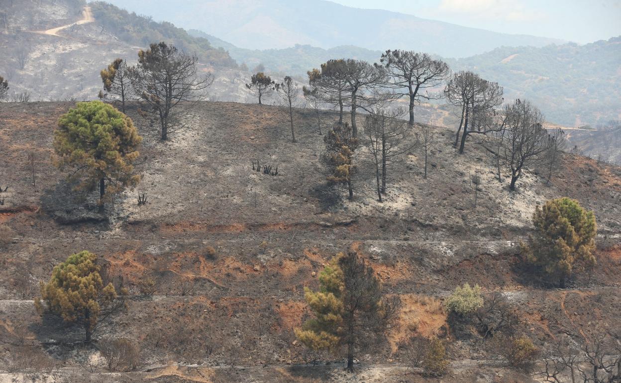 En ciertos parajes el fuego ha pasado más rápido y con menos intensidad por lo que los pinos resineros ayudarán a la germinación natural.