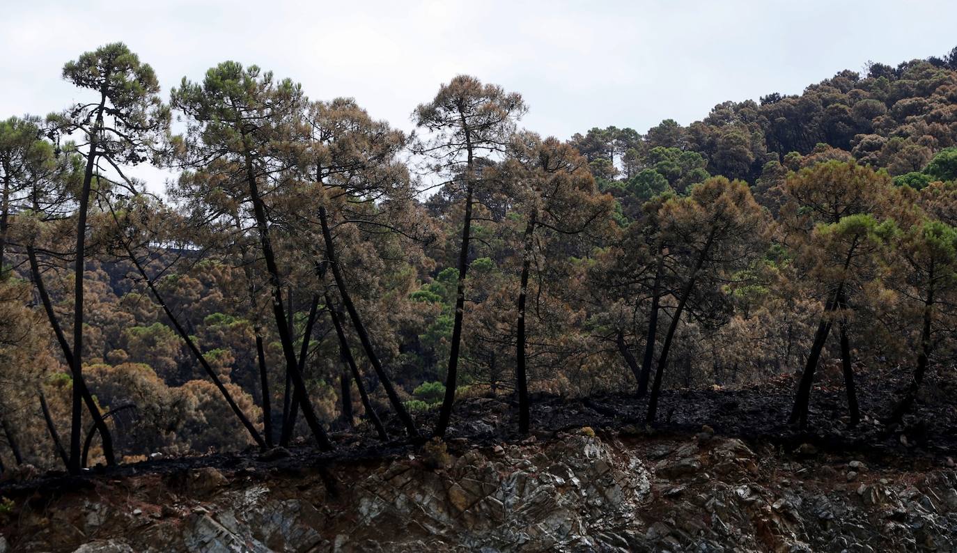 Las imágenes de la desolación tras quedar controlado el fuego en Sierra Bermeja. 