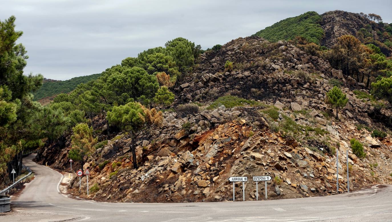 Las imágenes de la desolación tras quedar controlado el fuego en Sierra Bermeja. 