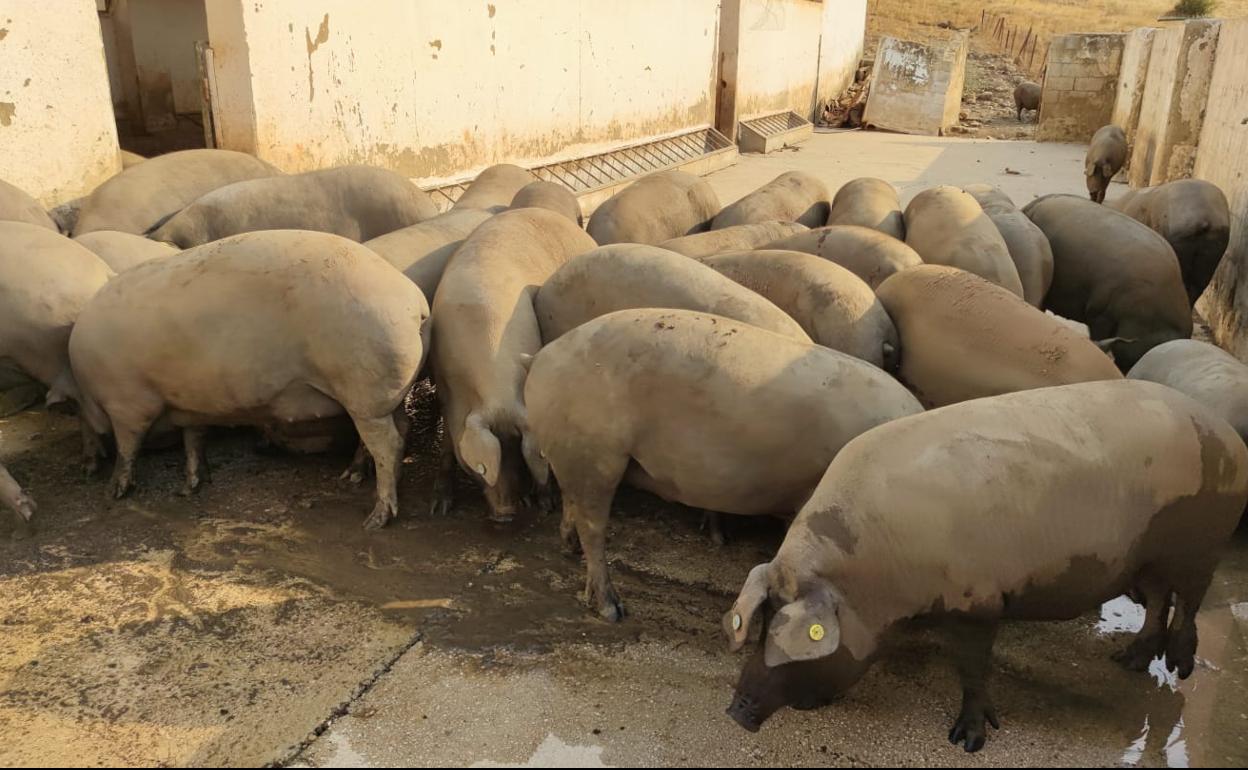 Llegada de los animales a la finca de Ronda. 