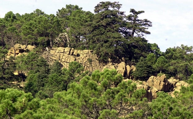 Los Reales de Sierra Bermeja, el mayor pinsapar sobre peridotitas, que provoca ese color bermejo que da nombre a la sierra.