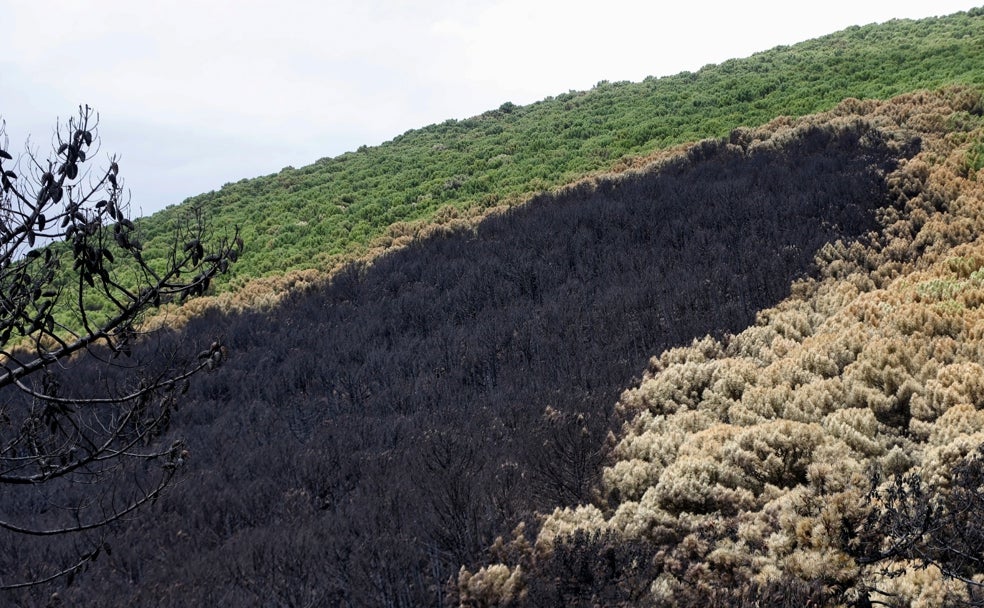 Lo que el fuego se llevó en Sierra Bermeja