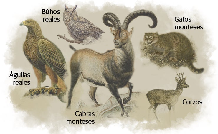 Especies protegidas de la fauna de Sierra Bermeja más afectadas. 