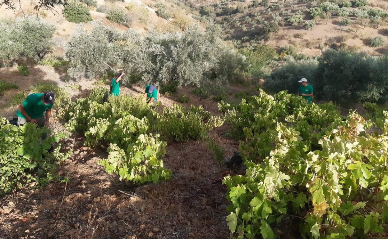 Varios trabajadores vendimian en una finca propiedad de Bodegas Ordóñez en la capital. 