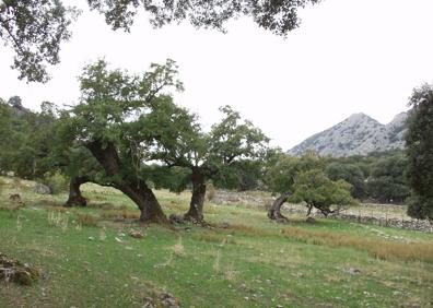 Imagen secundaria 1 - Vista panorámica del refugio del Cortijo de Líbar. Hay numerosos quejigos centenarios en el recorrido. Fuente de Líbar.